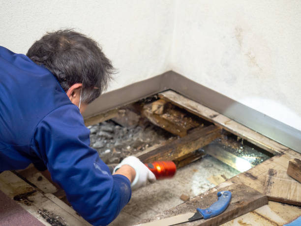 Redway, CA Mold Removal Company