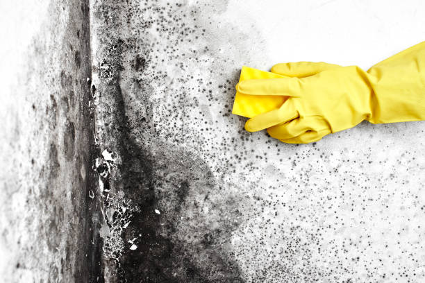 Best Mold Cleaning Services  in Redway, CA