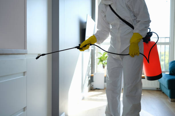 Best Attic Mold Removal  in Redway, CA