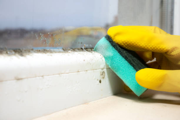 Best Mold Cleaning Services  in Redway, CA