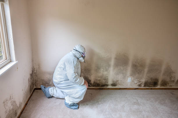 Office Mold Removal Services in Redway, CA