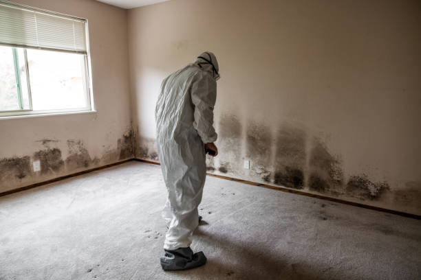 Best Best Mold Removal Companies  in Redway, CA
