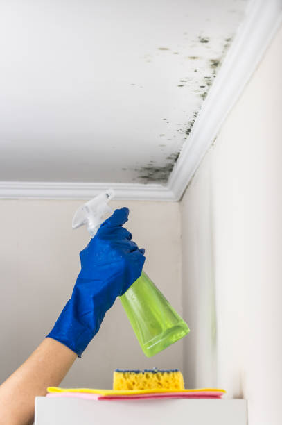Best Emergency Mold Removal  in Redway, CA