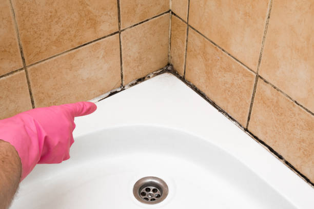 Best Mold Removal Company Near Me  in Redway, CA